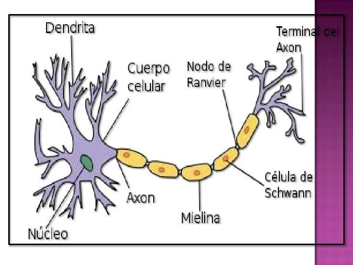 Dibujo de neurona para colorear - Imagui