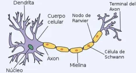 Dibujo de la neurona y sus partes para colorear - Imagui Dibujo de la neurona y sus partes para colorear - Imagui