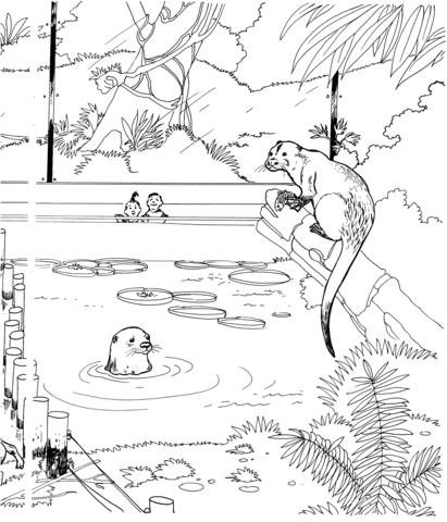 Dibujo de Nutria de Río en el Zoológico para colorear | Dibujos ...