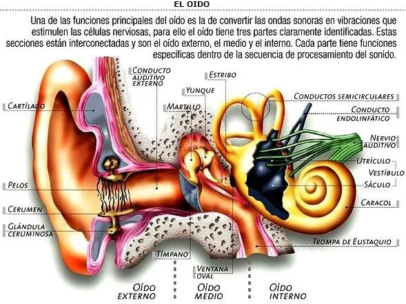 Dibujo de un oido humano con sus partes para dibujar - Imagui Dibujo de un oido humano con sus partes para dibujar - Imagui