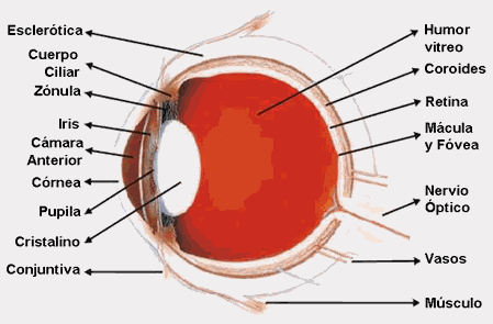 El ojo y sus partes - Imagui