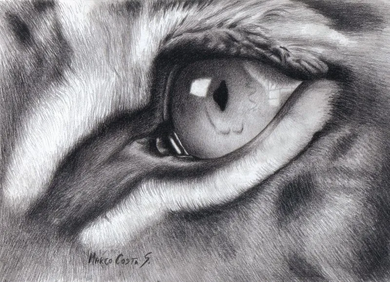 Dibujo de un ojo de tigre, Elaborado a lápiz carboncillo. Espero ... Dibujo de un ojo de tigre, Elaborado a lápiz carboncillo. Espero ...