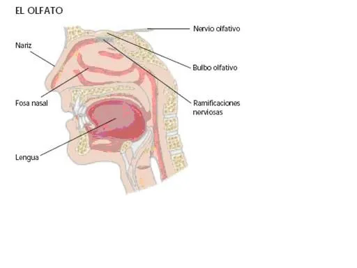 Dibujo de olfato y sus partes - Imagui