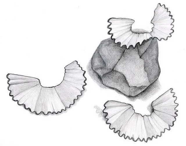 Dibujo Orgánico | Flickr - Photo Sharing!