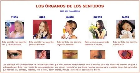 Blog del Segundo Ciclo de Primaria: Los organos de los sentidos Blog del Segundo Ciclo de Primaria: Los organos de los sentidos
