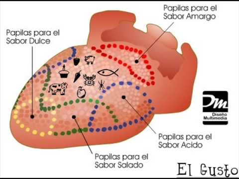 Los dibujos de los organos de los sentidos - Imagui