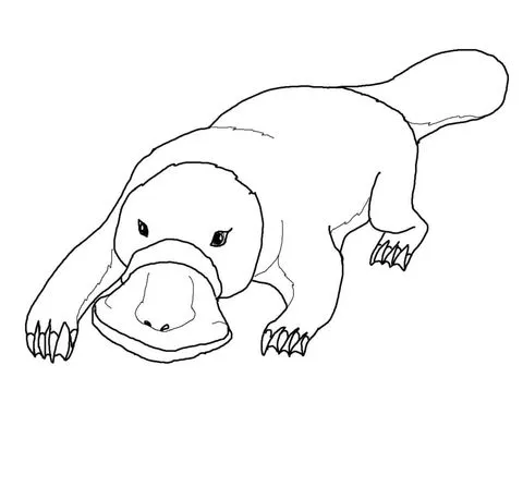 Dibujo de Ornitorrinco para colorear | Dibujos para colorear ...