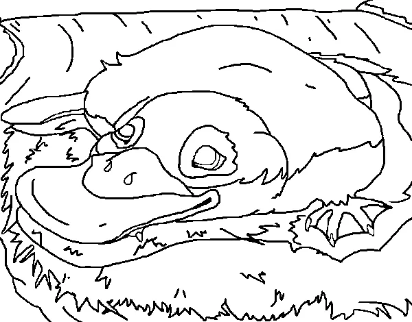 Dibujo de Ornitorrinco para Colorear - Dibujos.net Dibujo de Ornitorrinco para Colorear - Dibujos.net