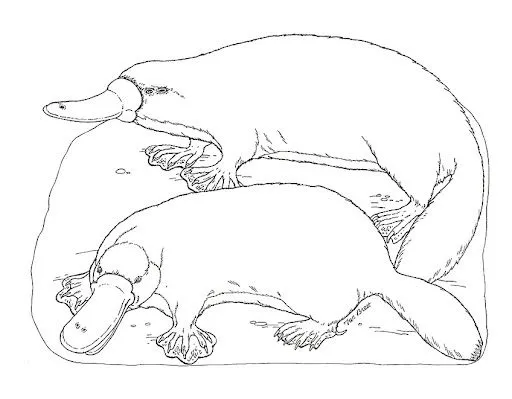 Dibujos de ornitorrinco - Imagui