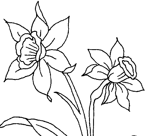 Dibujo de Orquídea para Colorear - Dibujos.net