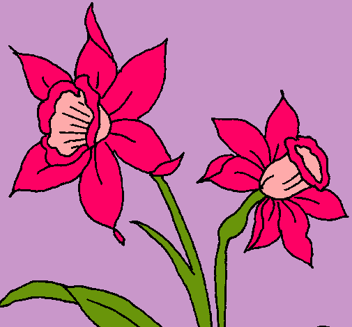 Dibujo de Orquídea pintado por Coloresk en Dibujos.net el día 07 ...