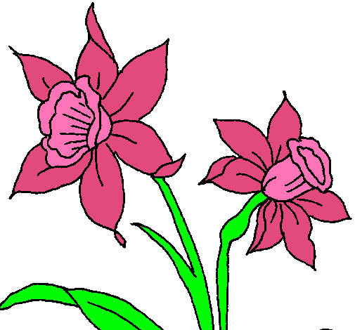 Dibujo de Orquídea pintado por Kitty en Dibujos.net el día 07-12 ... Dibujo de Orquídea pintado por Kitty en Dibujos.net el día 07-12 ...