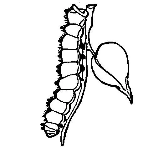 Dibujo de Oruga 1 para Colorear - Dibujos.net Dibujo de Oruga 1 para Colorear - Dibujos.net