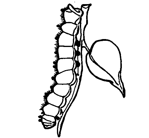 Dibujo de Oruga 1 para Colorear - Dibujos.net Dibujo de Oruga 1 para Colorear - Dibujos.net
