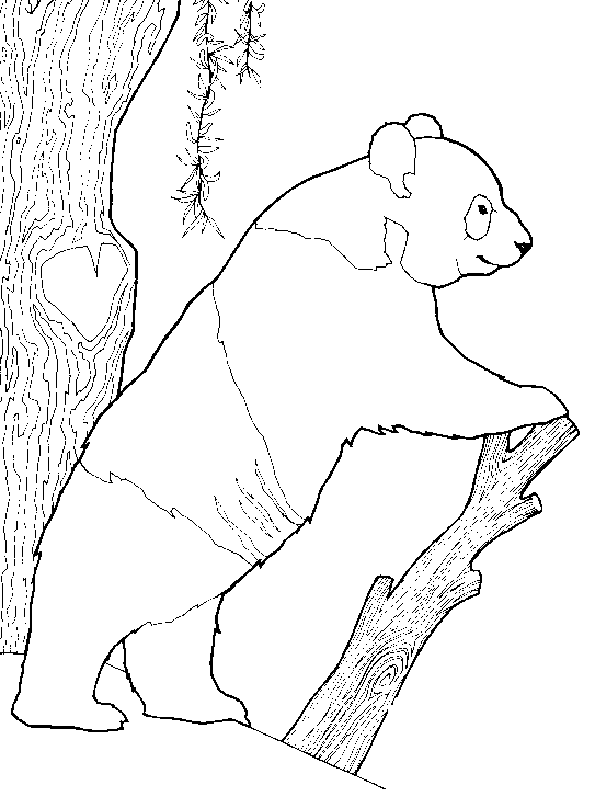 Dibujos para colorear de Osos Panda, Ailuropoda melanoleuca ...