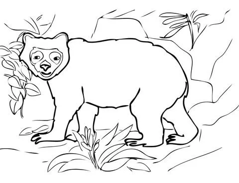 Dibujo de Oso Frontino u Oso de Anteojos para colorear | Dibujos ...