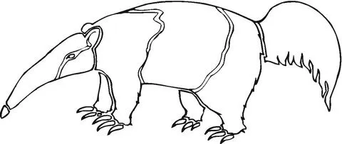 Dibujo de Oso hormiguero adulto para colorear | Dibujos para ... Dibujo de Oso hormiguero adulto para colorear | Dibujos para ...