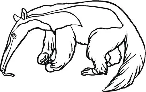 Dibujo de El Oso Hormiguero para colorear | Dibujos para colorear ... Dibujo de El Oso Hormiguero para colorear | Dibujos para colorear ...