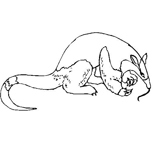 Dibujo de Oso hormiguero para Colorear - Dibujos.net Dibujo de Oso hormiguero para Colorear - Dibujos.net