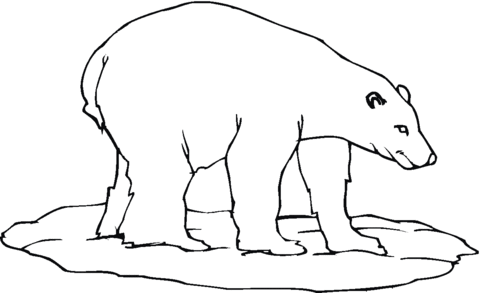 Dibujo de Un Oso Polar para colorear | Dibujos para colorear ...
