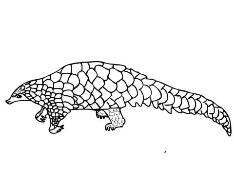 Dibujo de Un Pangolín para colorear | Dibujos para colorear ... Dibujo de Un Pangolín para colorear | Dibujos para colorear ...