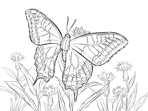 Dibujo de Papilio Machaon para colorear | Dibujos para colorear ... Dibujo de Papilio Machaon para colorear | Dibujos para colorear ...