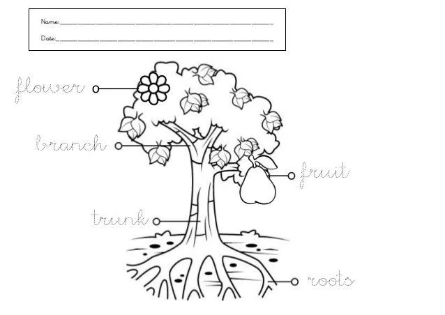 Dibujo de las partes de un arbol - Imagui