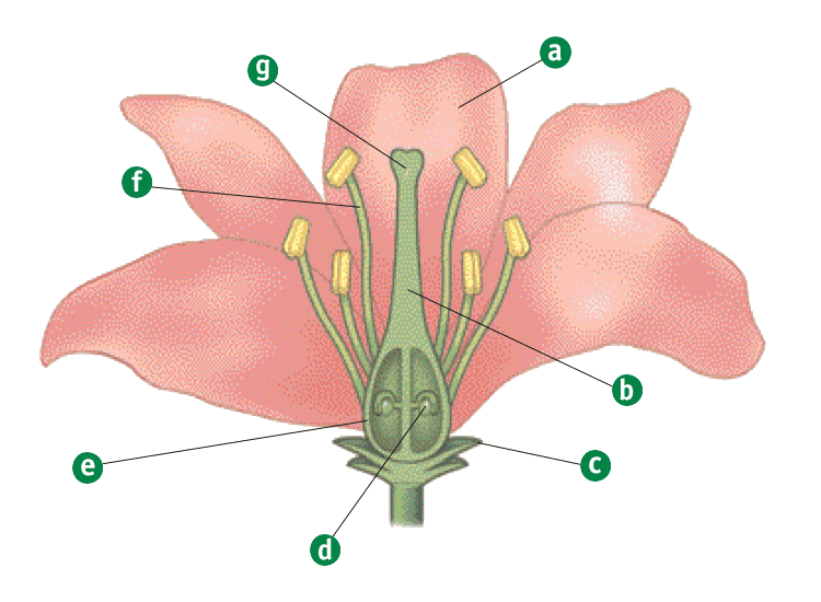 La flor y sus partes esquema - Imagui