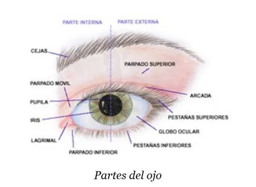 Dibujo de las partes del ojo para niños - Imagui Dibujo de las partes del ojo para niños - Imagui