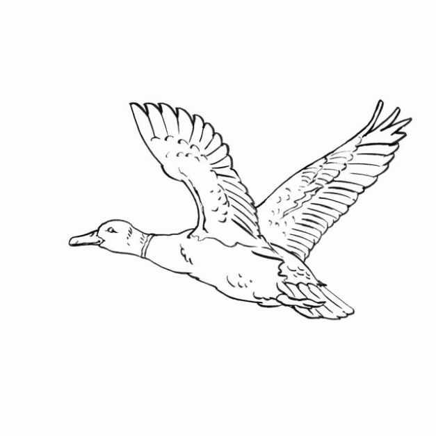 Imagenes de volar para colorear - Imagui