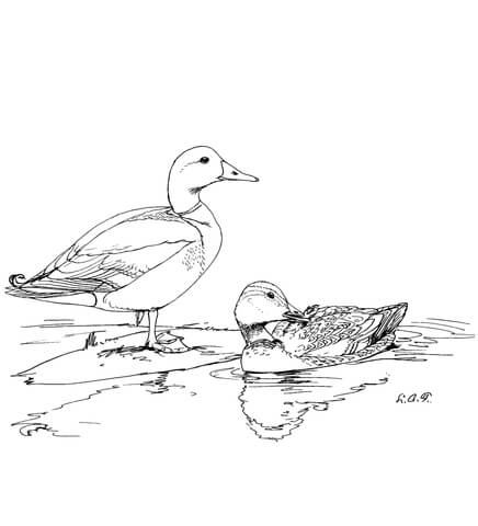Dibujo de Dos patos ánade real para colorear | Dibujos para ...
