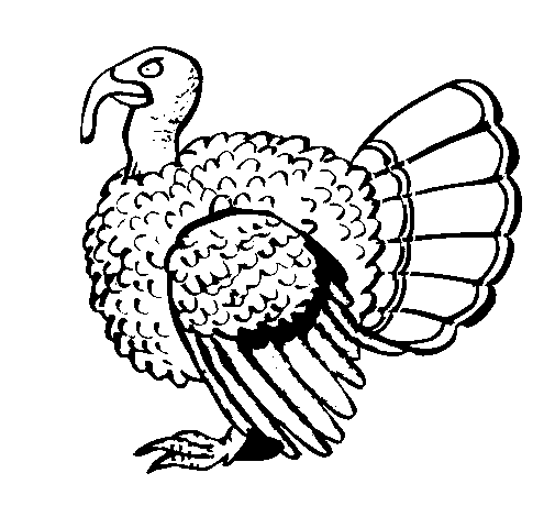 Dibujo de Pavo para Colorear - Dibujos.net