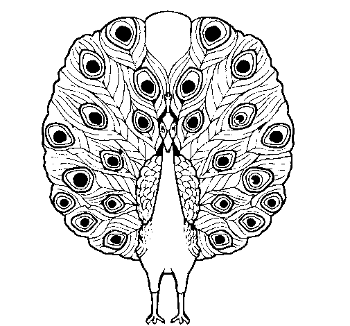 Dibujo de Pavo real 1 para Colorear