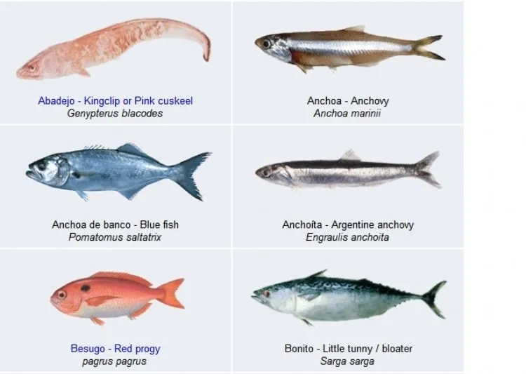 Dibujo de los peces del mar peruano - Imagui Dibujo de los peces del mar peruano - Imagui