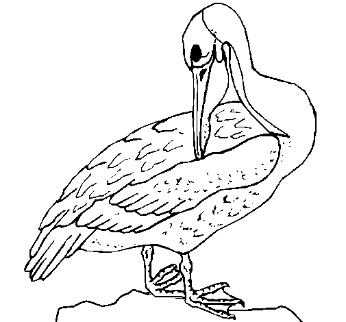 Dibujo de Pelícano para Colorear - Dibujos.net Dibujo de Pelícano para Colorear - Dibujos.net