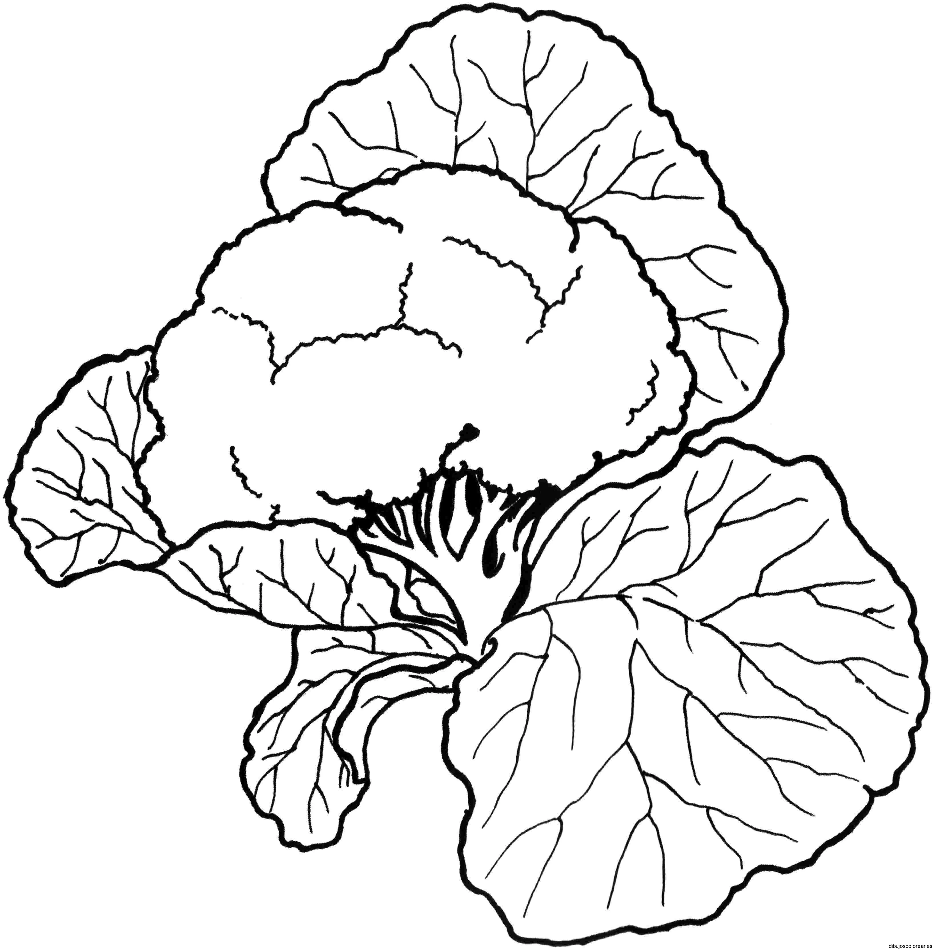 Dibujo de un pequeño brócoli | Dibujos para Colorear Dibujo de un pequeño brócoli | Dibujos para Colorear