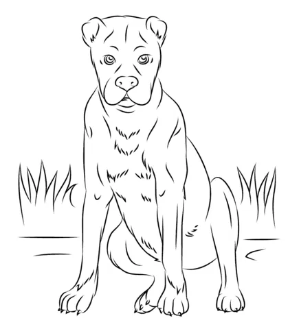 Dibujo de Perro Bóxer para colorear | Dibujos para colorear ...