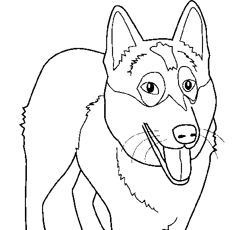 Dibujo de Perro Pastor Alemán para Colorear - Dibujos.net