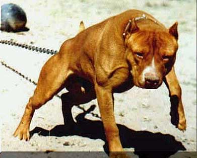 Dibujo de perro pitbull - Imagui