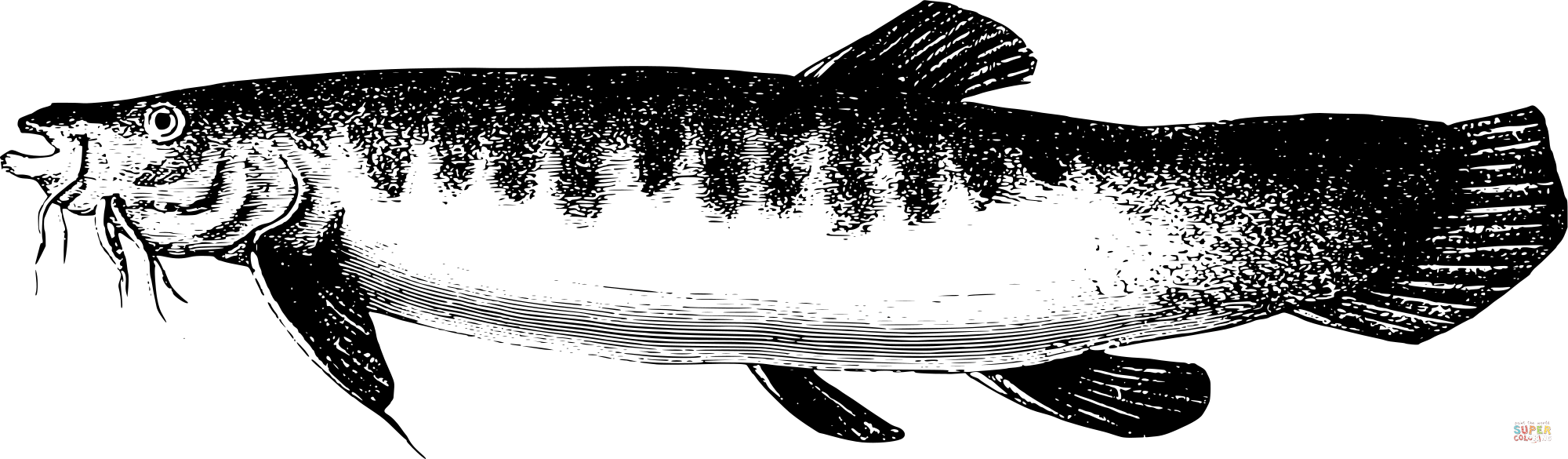 Dibujo de Pescado antiguo del lago titicaca para colorear | Dibujos para colorear imprimir gratis Dibujo de Pescado antiguo del lago titicaca para colorear | Dibujos para colorear imprimir gratis