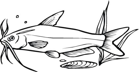 Dibujo de Pez Gato sobre el Lecho Marino para colorear | Dibujos ... Dibujo de Pez Gato sobre el Lecho Marino para colorear | Dibujos ...