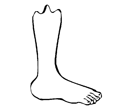 Dibujo de Pierna para Colorear - Dibujos.net Dibujo de Pierna para Colorear - Dibujos.net