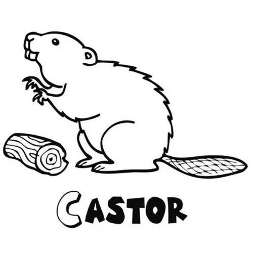 Dibujo para pintar de castor del bosque - Dibujos para colorear de ... Dibujo para pintar de castor del bosque - Dibujos para colorear de ...
