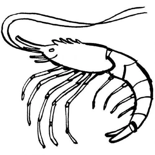 Dibujo para pintar una gamba - Dibujos para colorear de animales ... Dibujo para pintar una gamba - Dibujos para colorear de animales ...