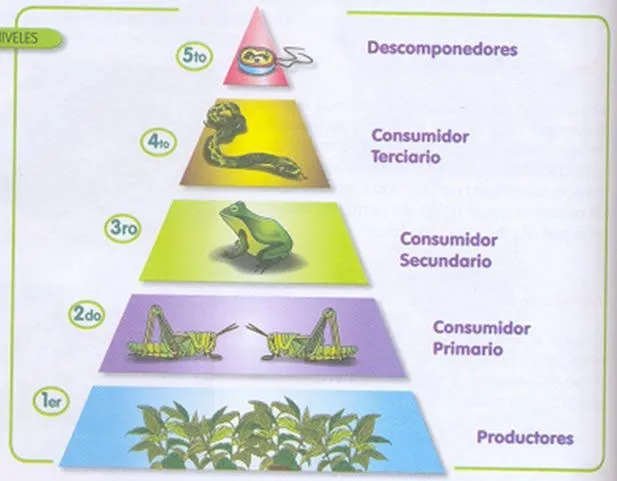 Dibujo piramide trofica - Imagui