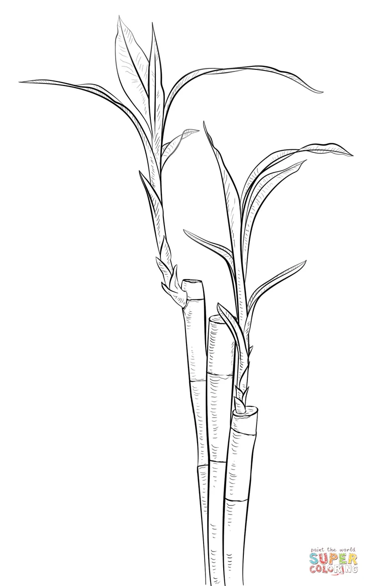 Dibujo de Planta de Bambú para colorear | Dibujos para colorear ... Dibujo de Planta de Bambú para colorear | Dibujos para colorear ...