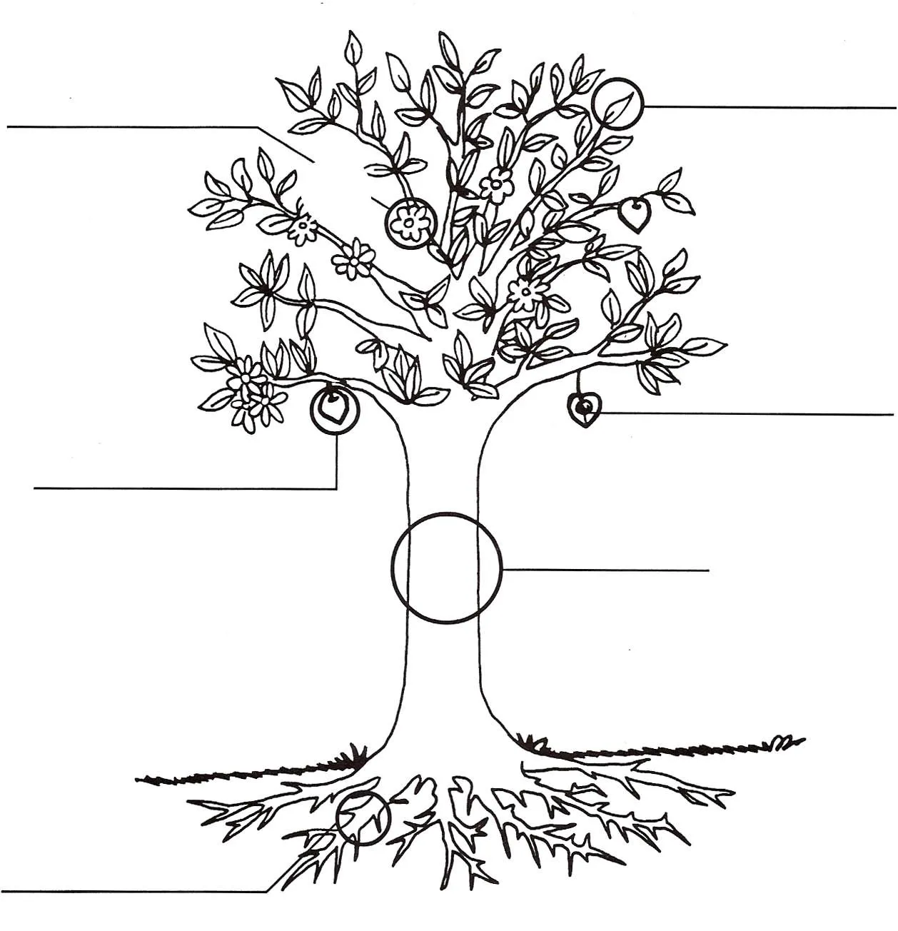 Dibujo de la planta y sus partes para colorear - Imageneitor