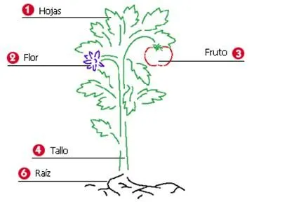 Dibujos de plantas y sus partes para colorear - Imagui