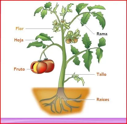 La planta y sus partes en dibujo - Imagui