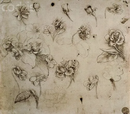 Dibujo de Pluma de Flores (Pen Drawing of Flowers) - Leonardo da ... Dibujo de Pluma de Flores (Pen Drawing of Flowers) - Leonardo da ...